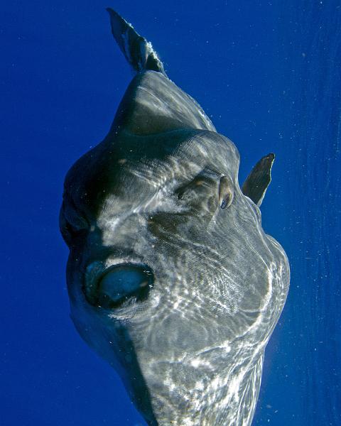 GWD BTerre large Mola mola 23 fev 2014_06.jpg